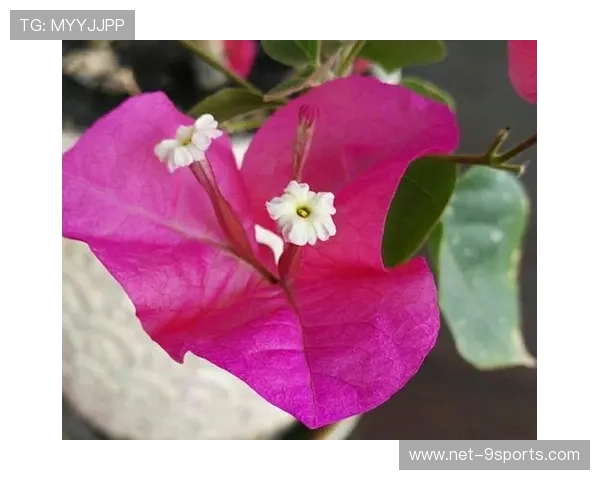 太阳锁定更强团队体系——打造不可超越的团队核心力量 太阳锁定更强团队体系——打造不可超越的团队核心力量